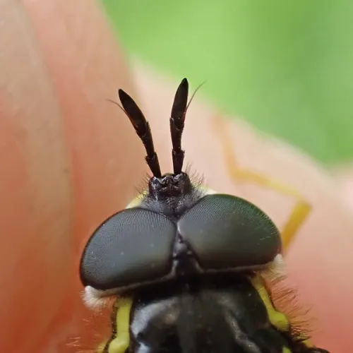 Chrysotoxum cautum - photo 2