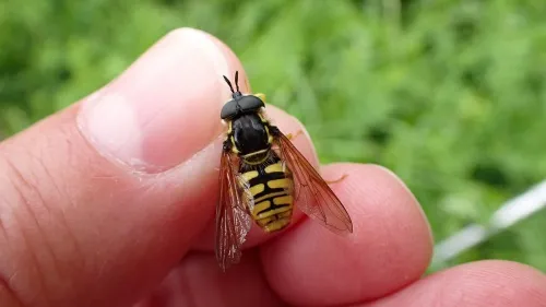 Chrysotoxum cautum - photo 3