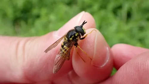 Chrysotoxum cautum - photo 4