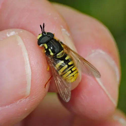 Chrysotoxum cautum - photo 5