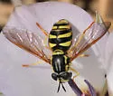 Chrysotoxum chinook