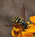 Chrysotoxum chinook - photo 2