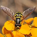 Chrysotoxum chinook - photo 3