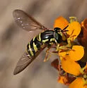 Chrysotoxum chinook - photo 4