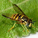 Chrysotoxum derivatum