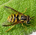 Chrysotoxum derivatum - photo 2