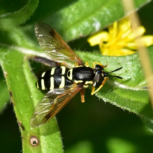 Chrysotoxum festivum