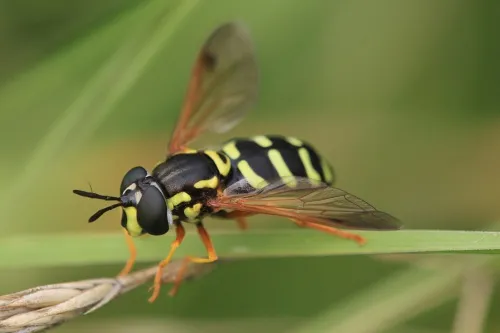 Chrysotoxum festivum - photo 2