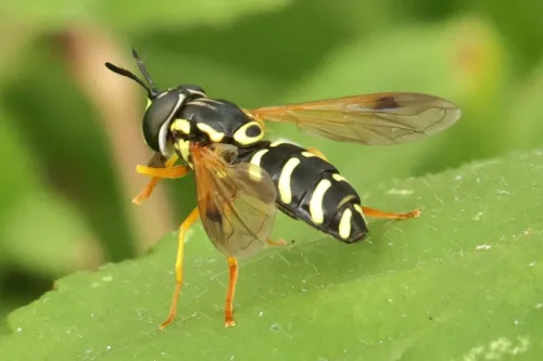 Chrysotoxum festivum - photo 3