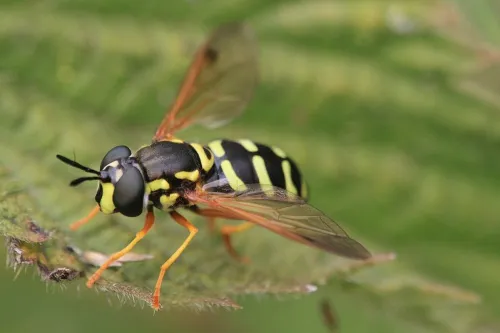 Chrysotoxum festivum - photo 5
