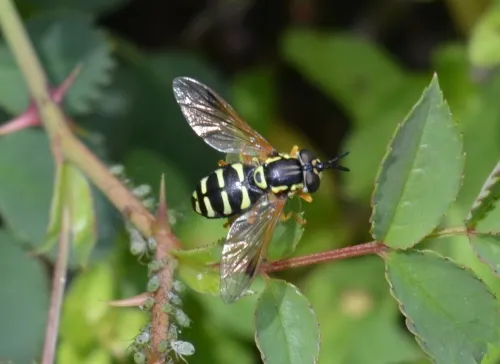 Chrysotoxum festivum - photo 6