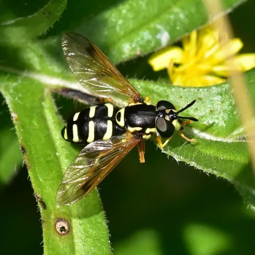 Chrysotoxum festivum - photo 7