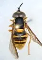 Chrysotoxum perplexum