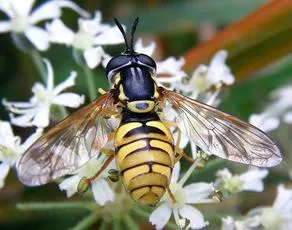 Chrysotoxum verralli