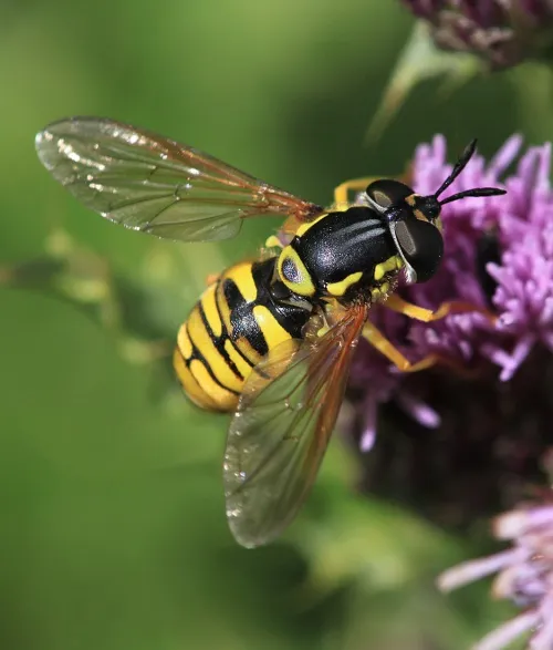 Chrysotoxum verralli - photo 2
