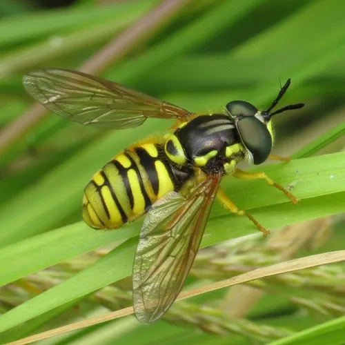 Chrysotoxum verralli - photo 3