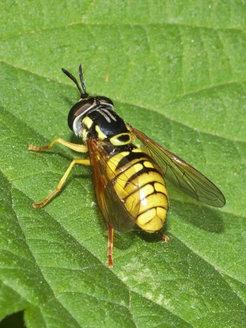 Chrysotoxum verralli - photo 4