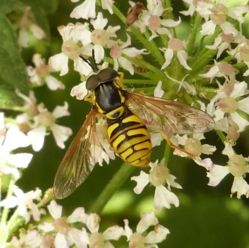 Chrysotoxum verralli - photo 5