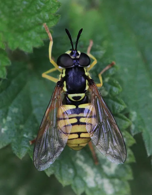 Chrysotoxum verralli - photo 6