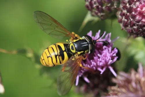 Chrysotoxum verralli - photo 7