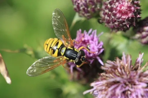 Chrysotoxum verralli - photo 8