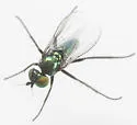 Chrysotus affinis