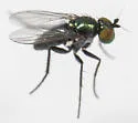 Chrysotus affinis - photo 2