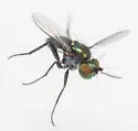 Chrysotus affinis - photo 4