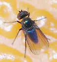 Chrysotus bellus