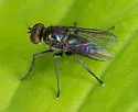 Chrysotus bellus - photo 2
