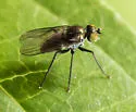 Chrysotus bellus - photo 3