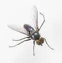 Chrysotus bellus - photo 4