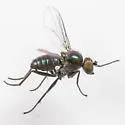 Chrysotus bellus - photo 5
