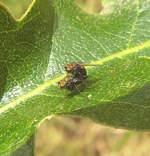 Chrysotus blepharosceles