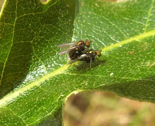 Chrysotus blepharosceles - photo 2