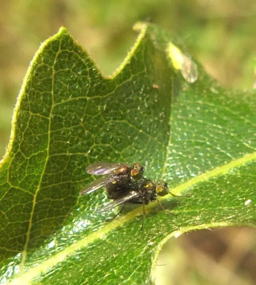 Chrysotus blepharosceles - photo 3