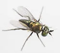 Chrysotus cornutus