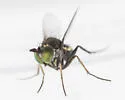 Chrysotus cornutus - photo 2