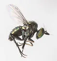Chrysotus cornutus - photo 3