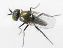 Chrysotus cornutus - photo 4