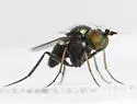Chrysotus cornutus - photo 5