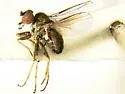 Chrysotus costalis