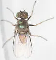 Chrysotus costalis - photo 2