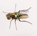 Chrysotus halteralis - Chrysotus halteralis