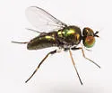 Chrysotus halteralis - photo 2