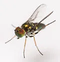 Chrysotus halteralis - photo 3