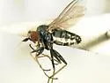 Chrysotus leucostoma - Chrysotus leucostoma