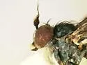 Chrysotus leucostoma - photo 4