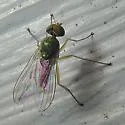 Chrysotus mundus