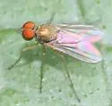 Chrysotus mundus - photo 2